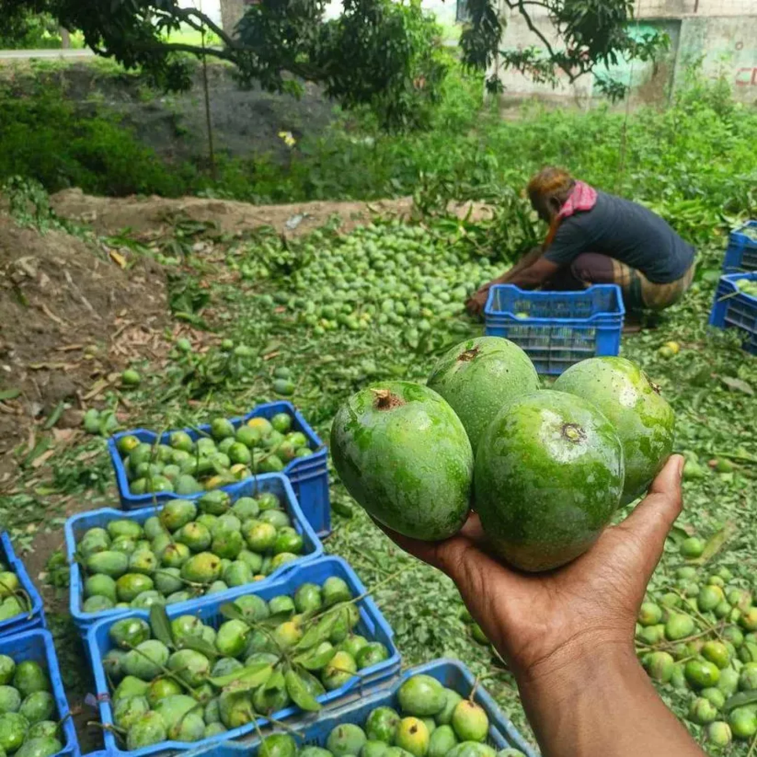 Gopalbhog Mango