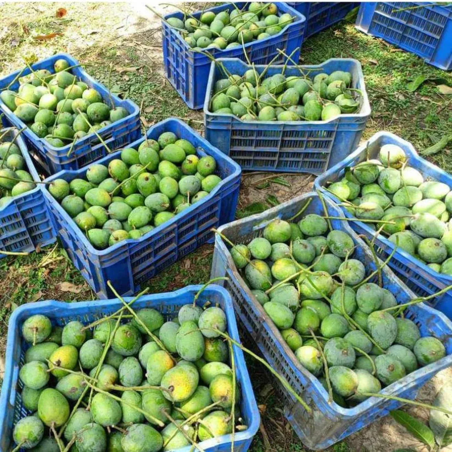 Gopalbhog Mango