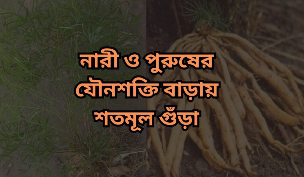 নারী ও পুরুষের যৌনশক্তি বাড়ায় শতমূল গুঁড়া